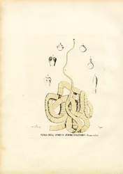 Bandwurm, 1863-79
